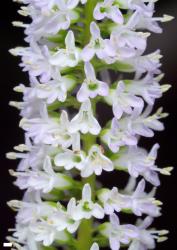 Veronica stricta var. stricta. Inflorescence of female flowers. Scale = 1 mm.
 Image: P.J. Garnock-Jones © P.J. Garnock-Jones CC-BY-NC 3.0 NZ